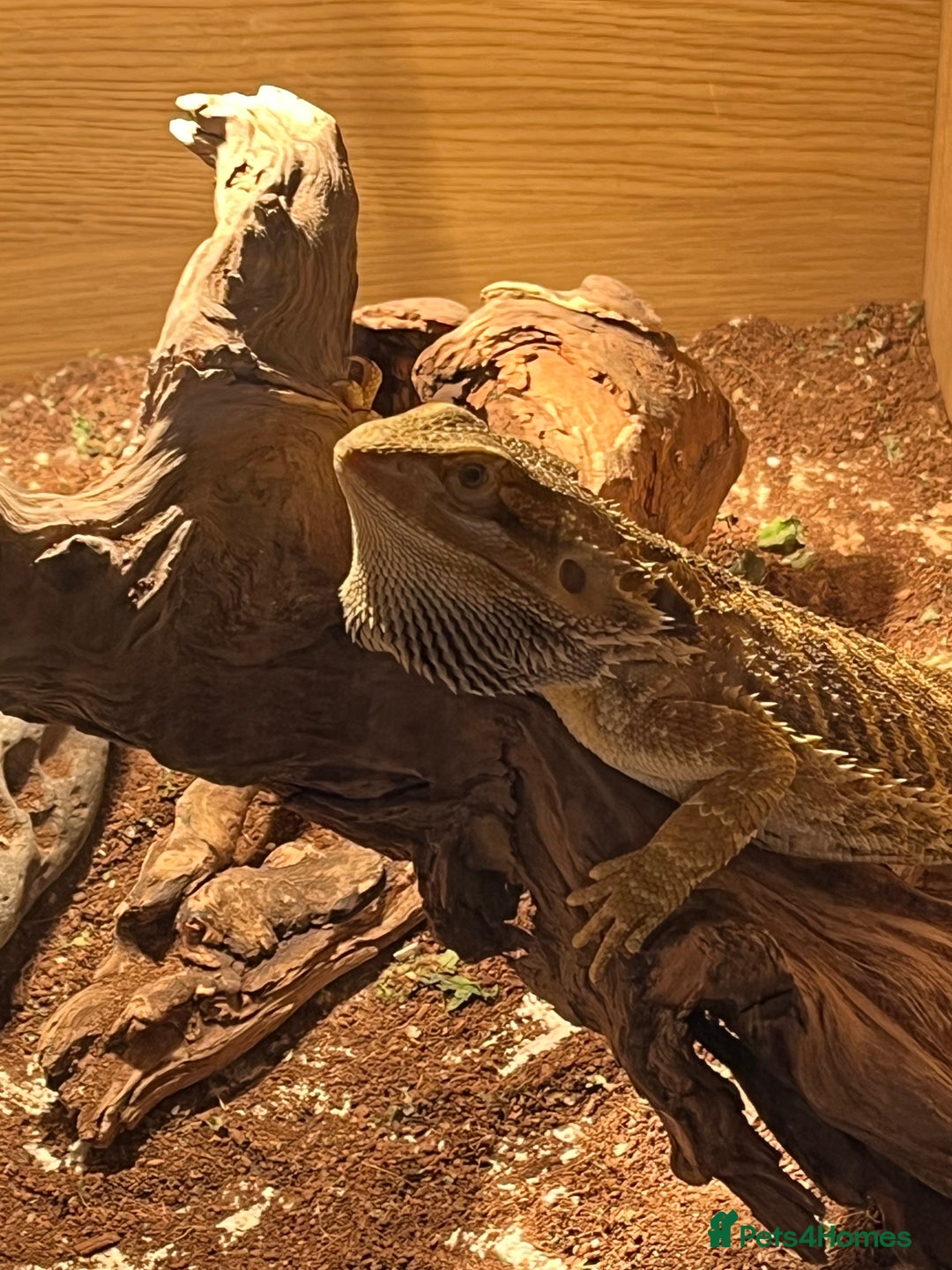 Bearded Dragon reptiles for sale: Miss-gendered handsome Bearded Dragon  - Image 2