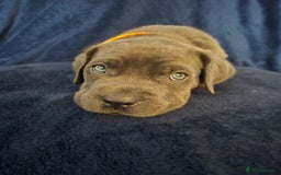 Cane Corso dogs for sale: Beautiful Blue Cane Corso Puppies - Image 5