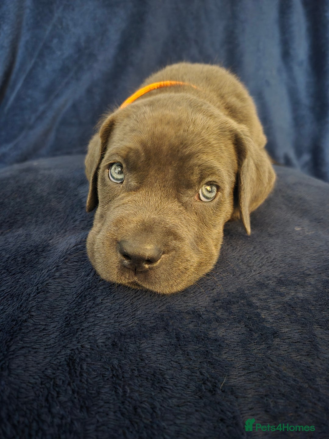 Cane Corso dogs for sale: Beautiful Blue Cane Corso Puppies - Image 5