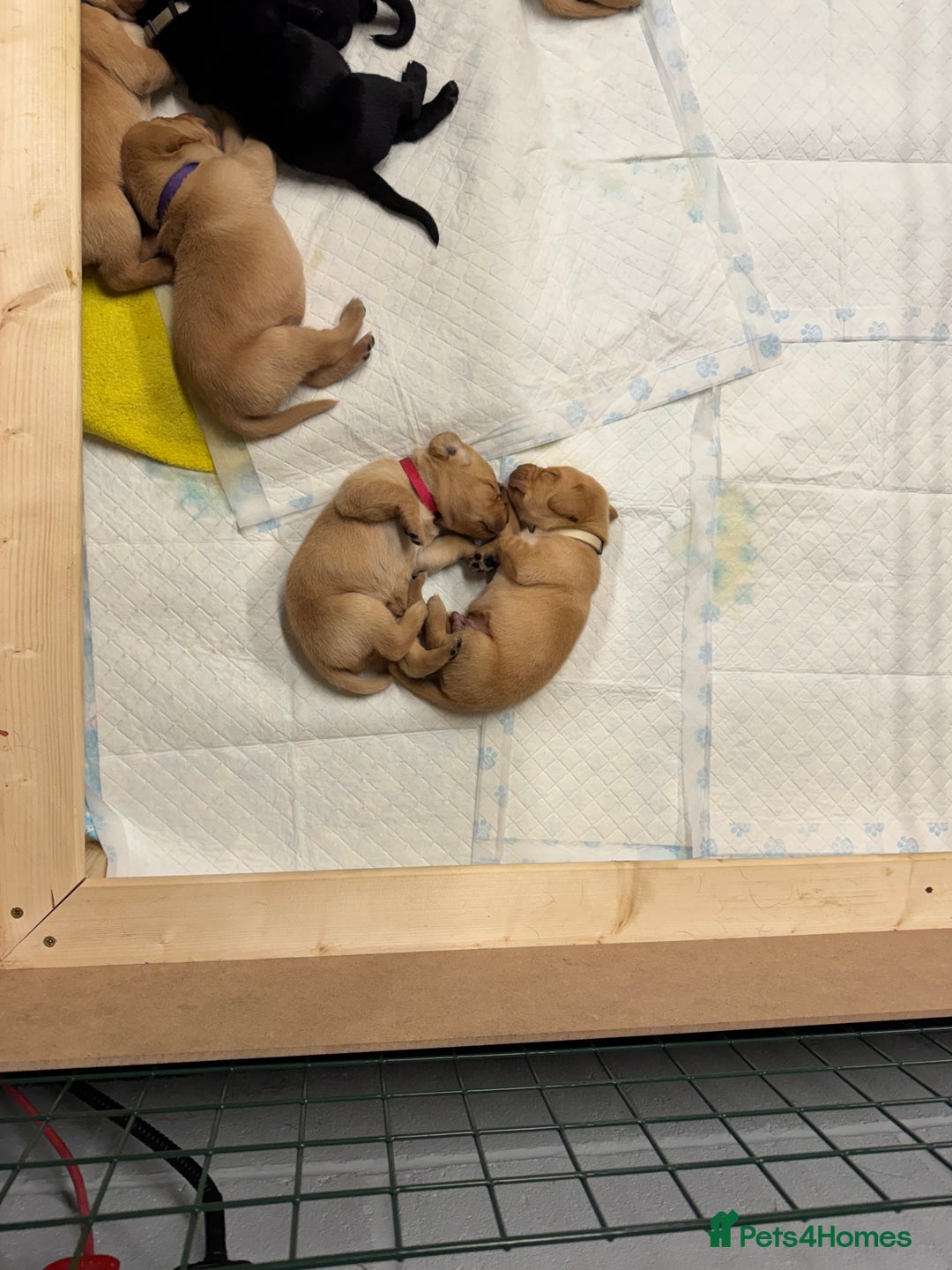 Labrador Retriever dogs for sale: 2 tan boy Labrador pups - Advert 10