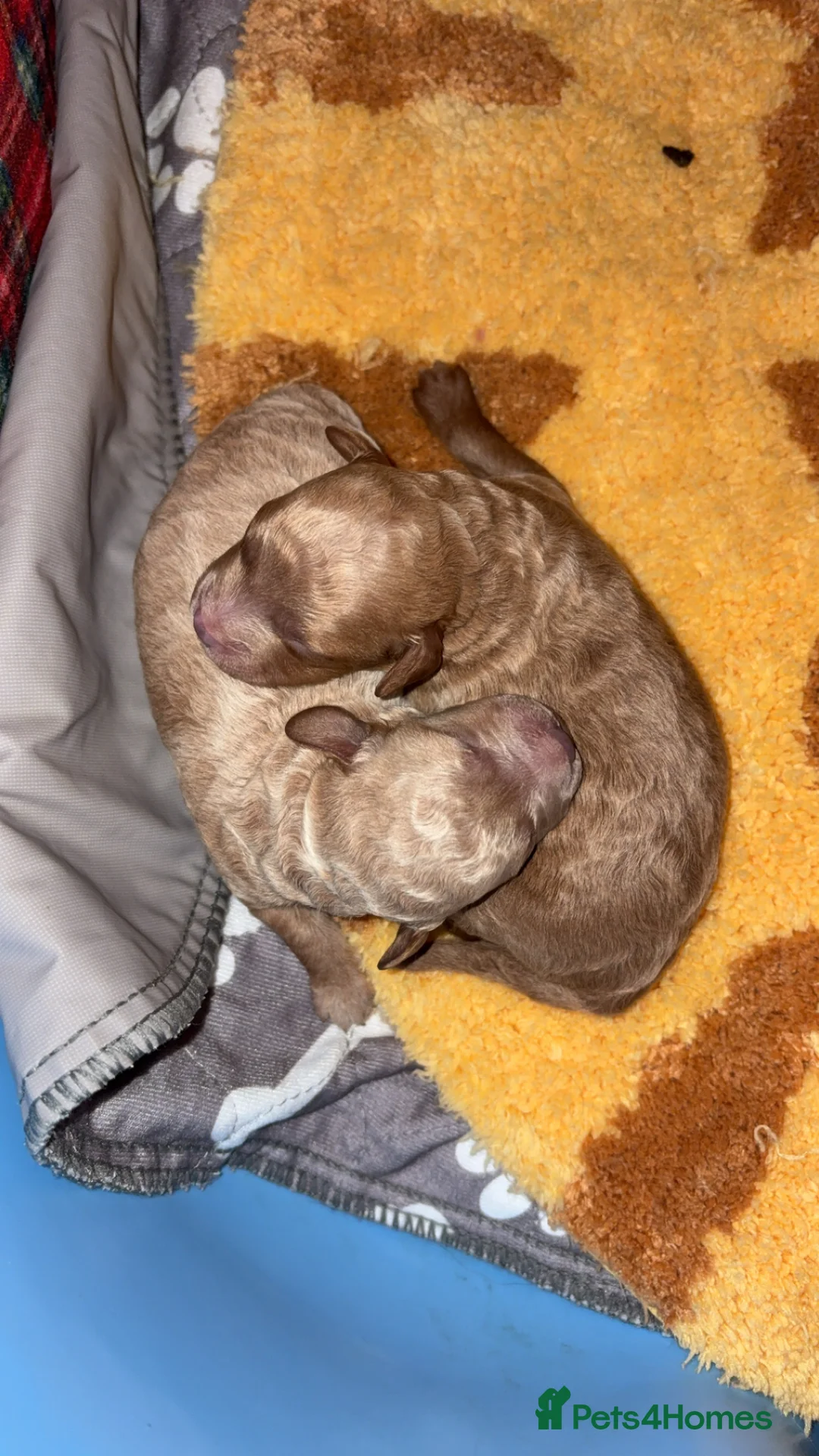 Cavapoo dogs for sale: Beautiful litter of f2 cavapoo puppies  in Rochdale - Advert 11