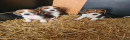Beagle dogs for sale: 7 Beagle Puppies  in Wakefield - Advert 3