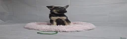 German Shepherd dogs for sale: Beautiful German shepherd puppies - Advert 17