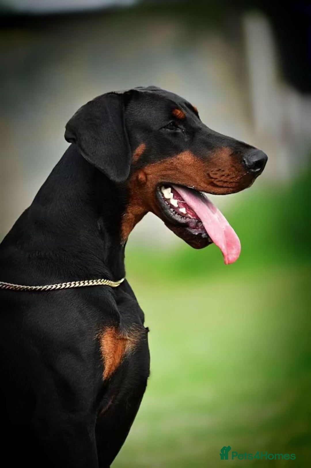 Dobermann dogs for stud: 🏆 Champion European Doberman Stud🏆 - Image 2