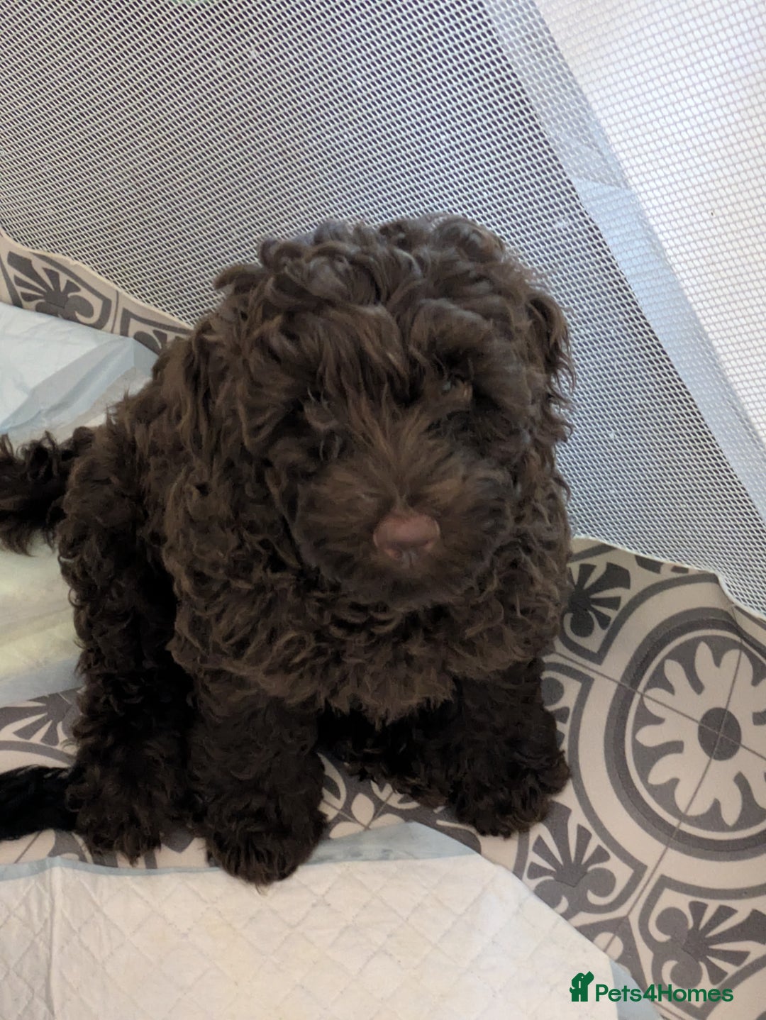 Cockapoo dogs for sale: Brown Cockapoo  - Advert 2