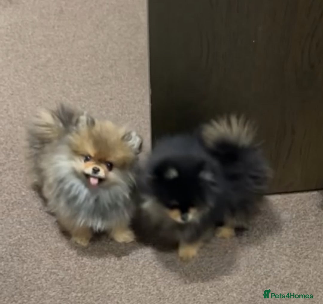 Pomeranian dogs for sale: Two Male Pom Puppy’s For Sale price negotiable  in London - Image 5