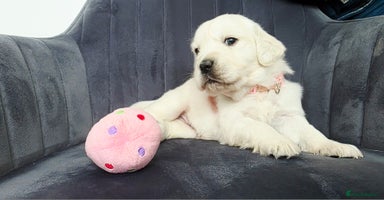 Golden Retriever dogs - Advert 12
