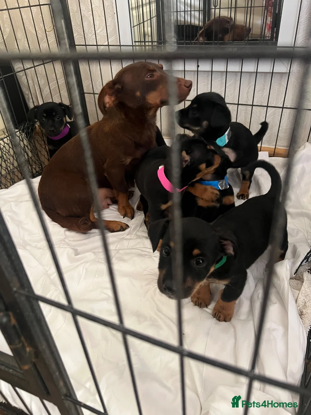Jack Russell dogs for sale:  Jack Russell puppies for sale  - Advert 10