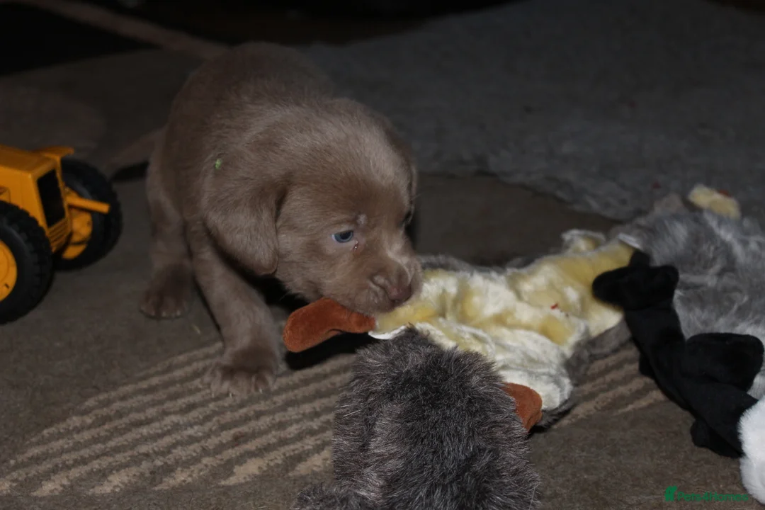 Labrador Retriever dogs for sale: 🔥 KC LABRADOR PUPPIES SILVER CHOCOLATE AND BLACK - Advert 31