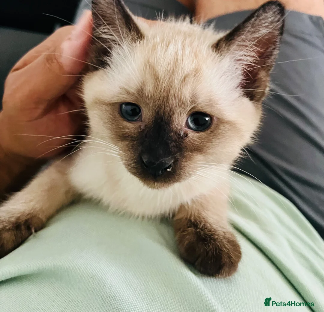 Siamese cats for sale: 2 Beautiful Siamese Kittens 🐱❤️ - Advert 1