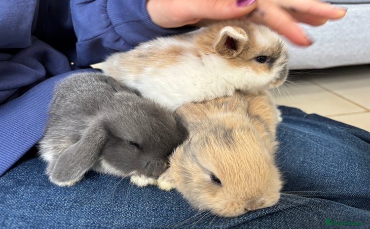 Mini Lop rabbits - Advert 7