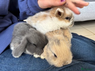 Mini Lop rabbits - Advert 23