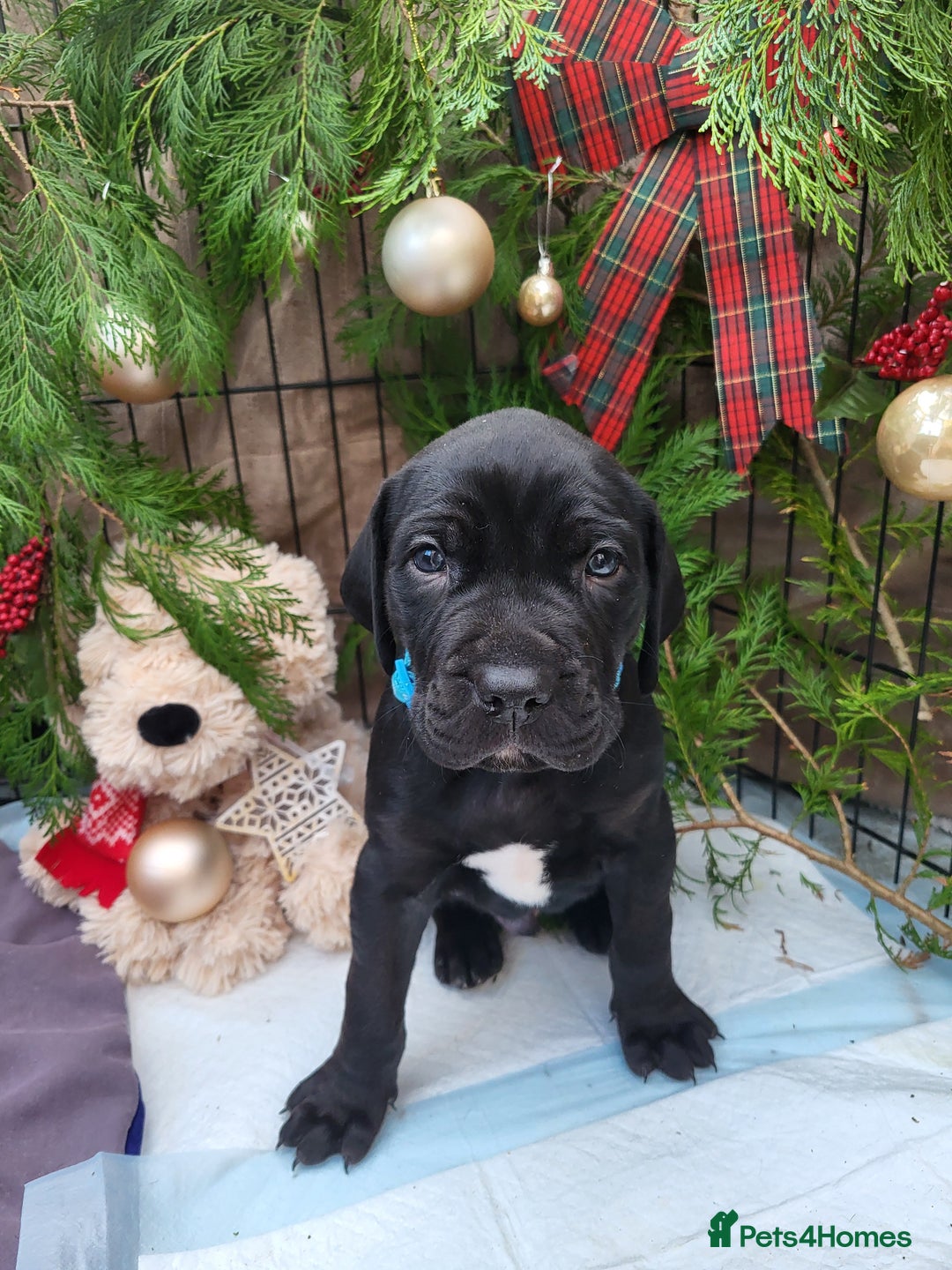 Mixed Breed dogs for sale: Alaunt type dogs - Advert 18