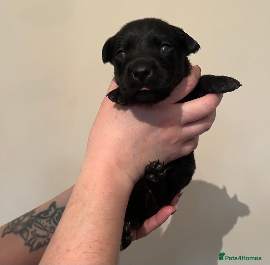 Labrador Retriever dogs for sale: Labrador Puppies - Advert 25