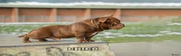 American Bully dogs for stud: Certified ladies man  - Advert 3