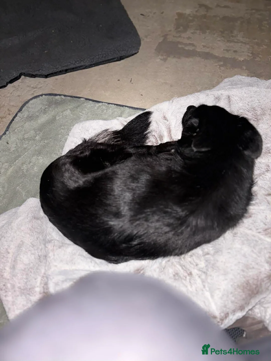 Mixed Breed dogs for adoption: Venus for adoption - Advert 4