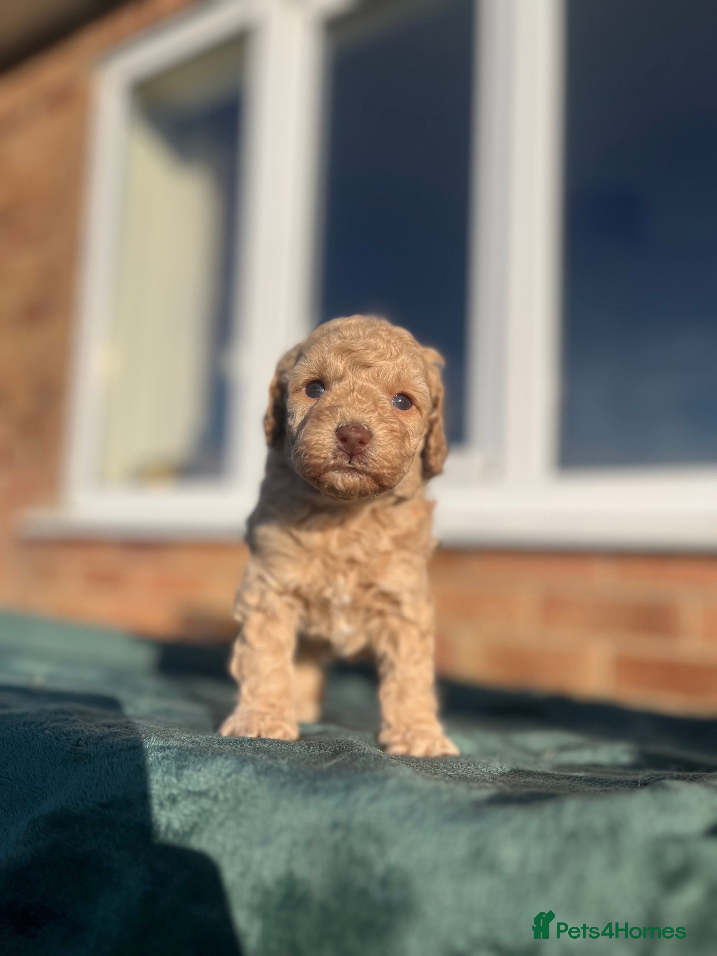 Miniature Poodle dogs Beautiful miniature poodles  - Advert 12