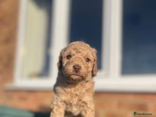 Miniature Poodle dogs Beautiful miniature poodles - Advert 1