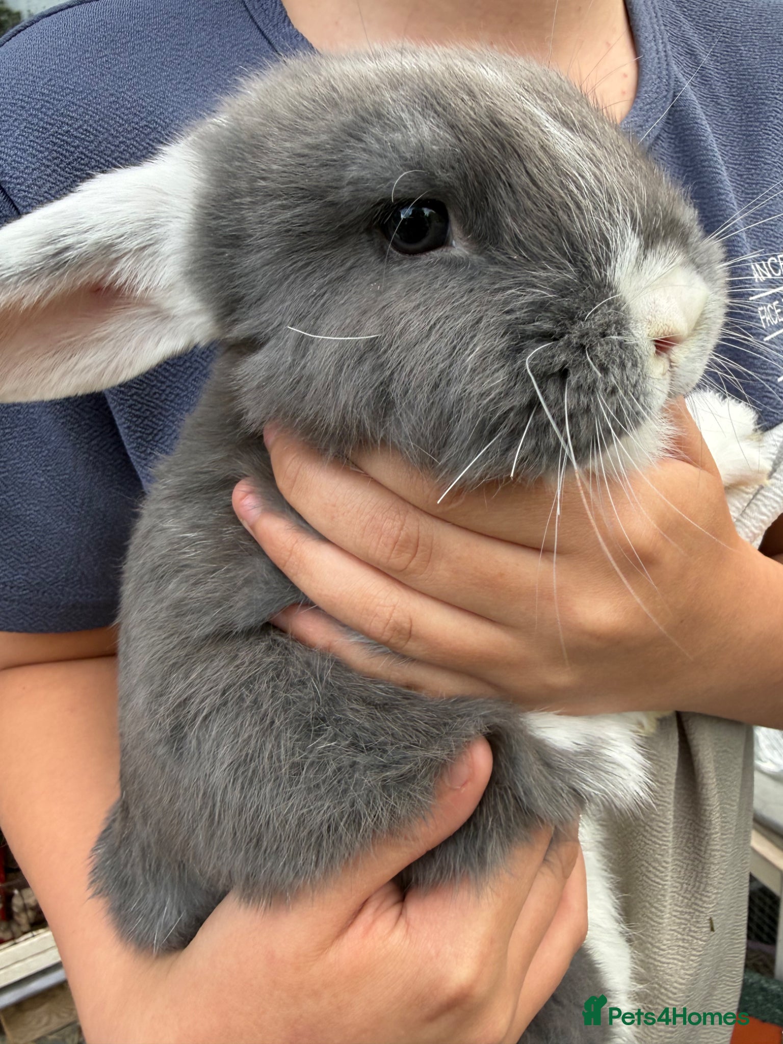 Mini Lop rabbits Mini Lop Baby Bunnies - Ready now  - Advert 4