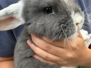 Mini Lop rabbits Mini Lop Baby Bunnies - Ready now - Advert 2