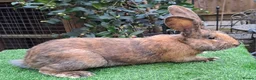 Continental Giant rabbits for sale: Super Stars  Stud Service -Beautiful PROVEN Bucks  - Advert 6