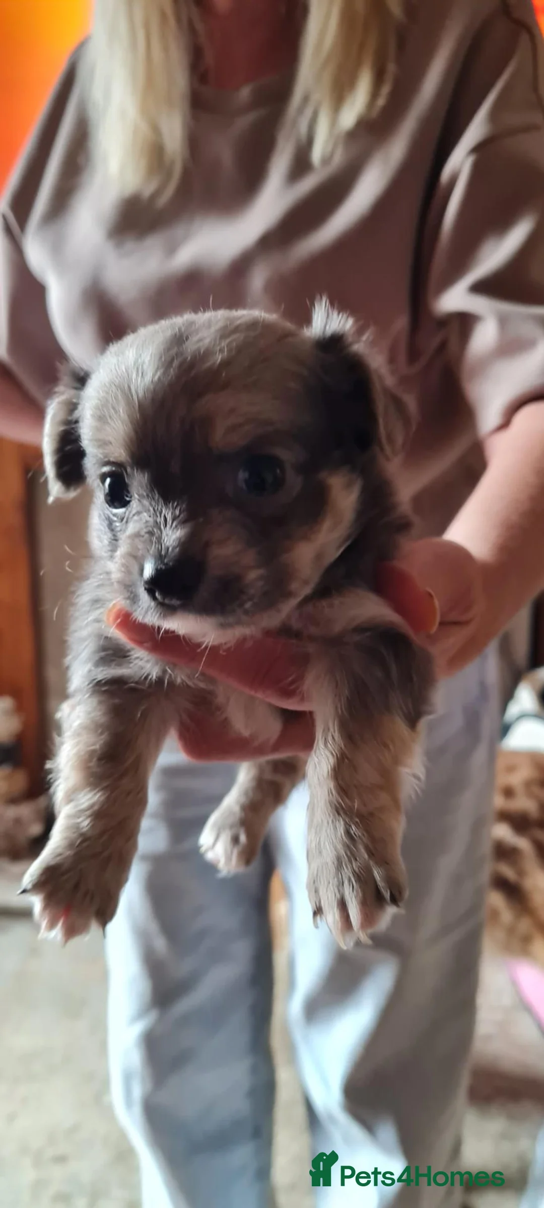 Chihuahua dogs for sale: Puppy's  - Advert 2