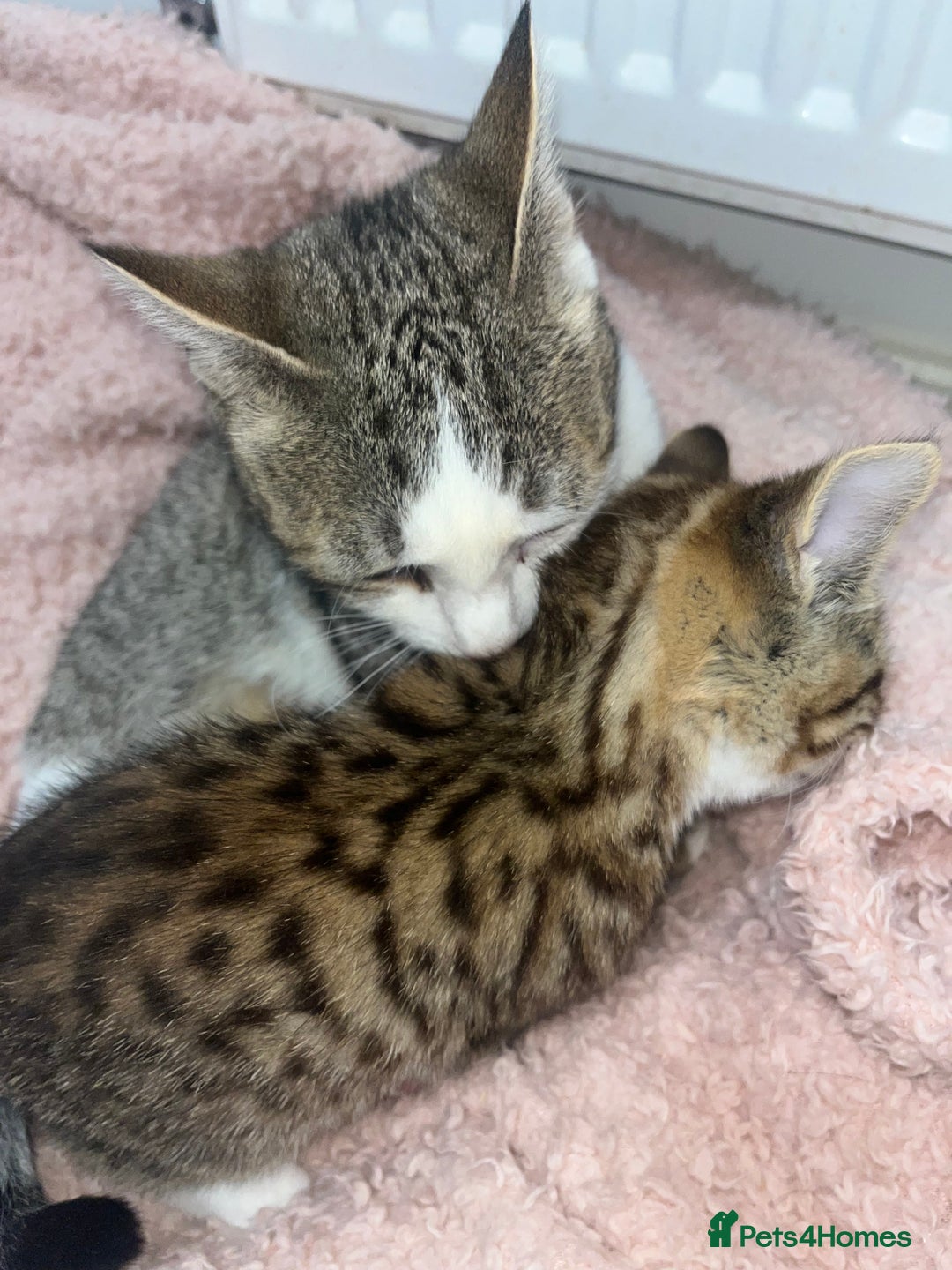 Mixed Breed cats for sale: Beautiful Half Bengal Boy Looking For His New home - Advert 4