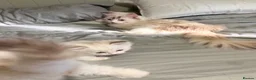Ragdoll cats for sale: GCCF REGISTERED DNA TESTED PARENTS  - Advert 2