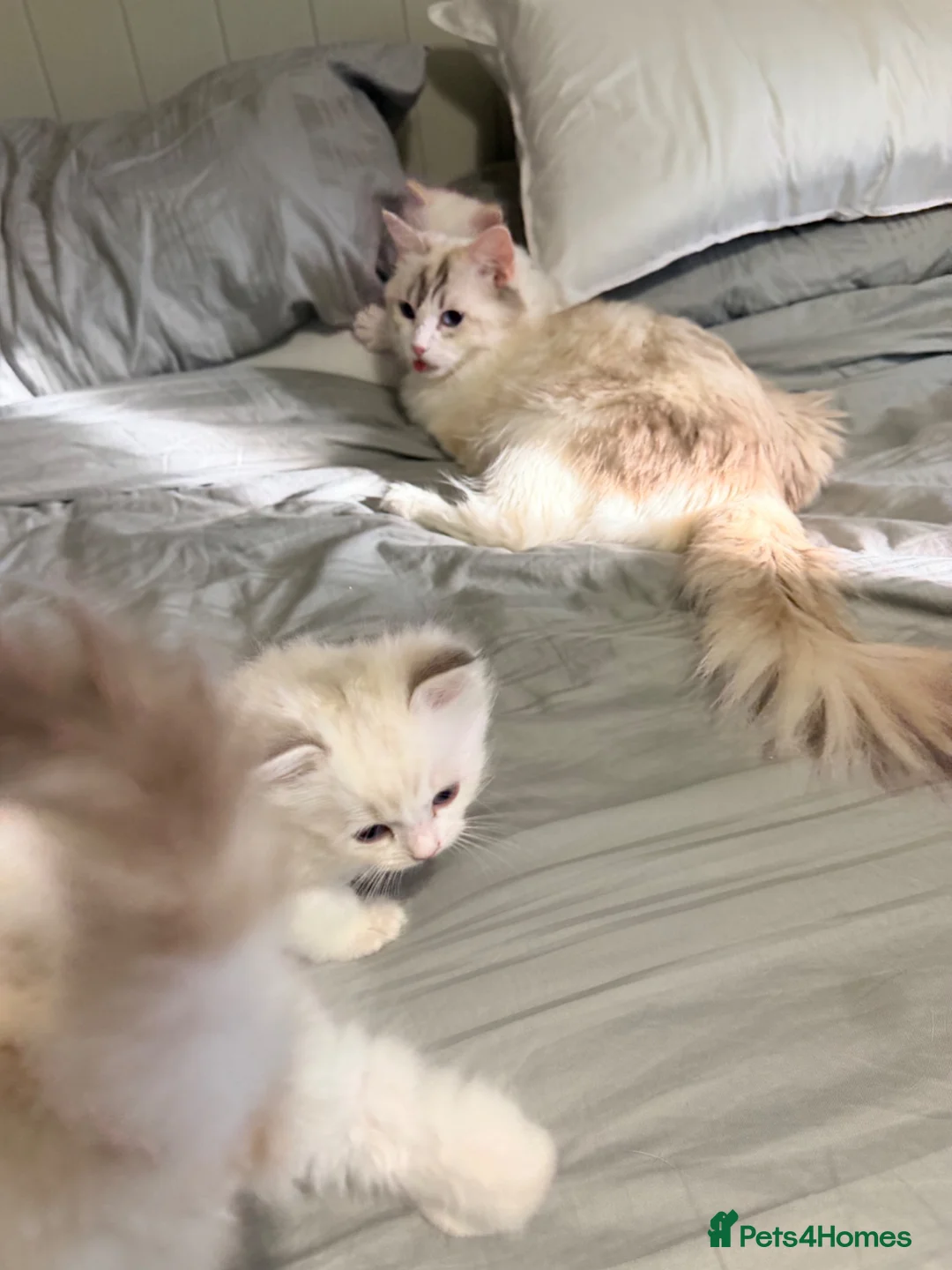 Ragdoll cats for sale: GCCF REGISTERED DNA TESTED PARENTS  - Advert 2