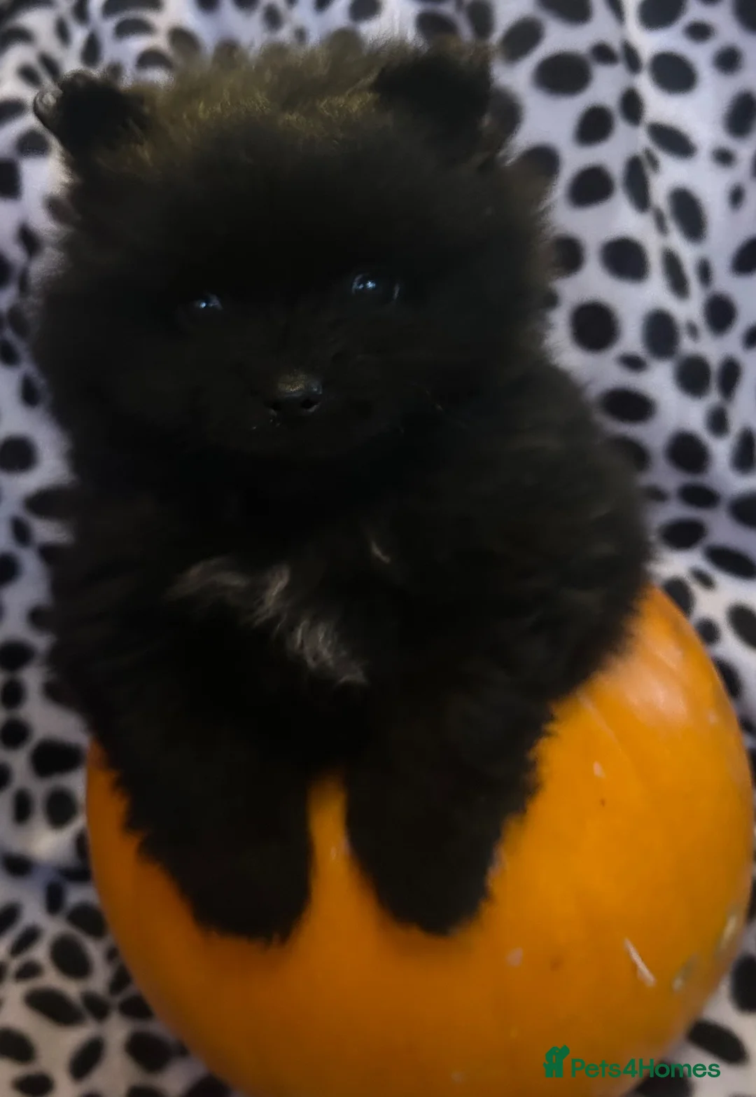 Pomeranian dogs for sale: Top blood lines Pomeranian male for sale in Carlisle - Advert 2