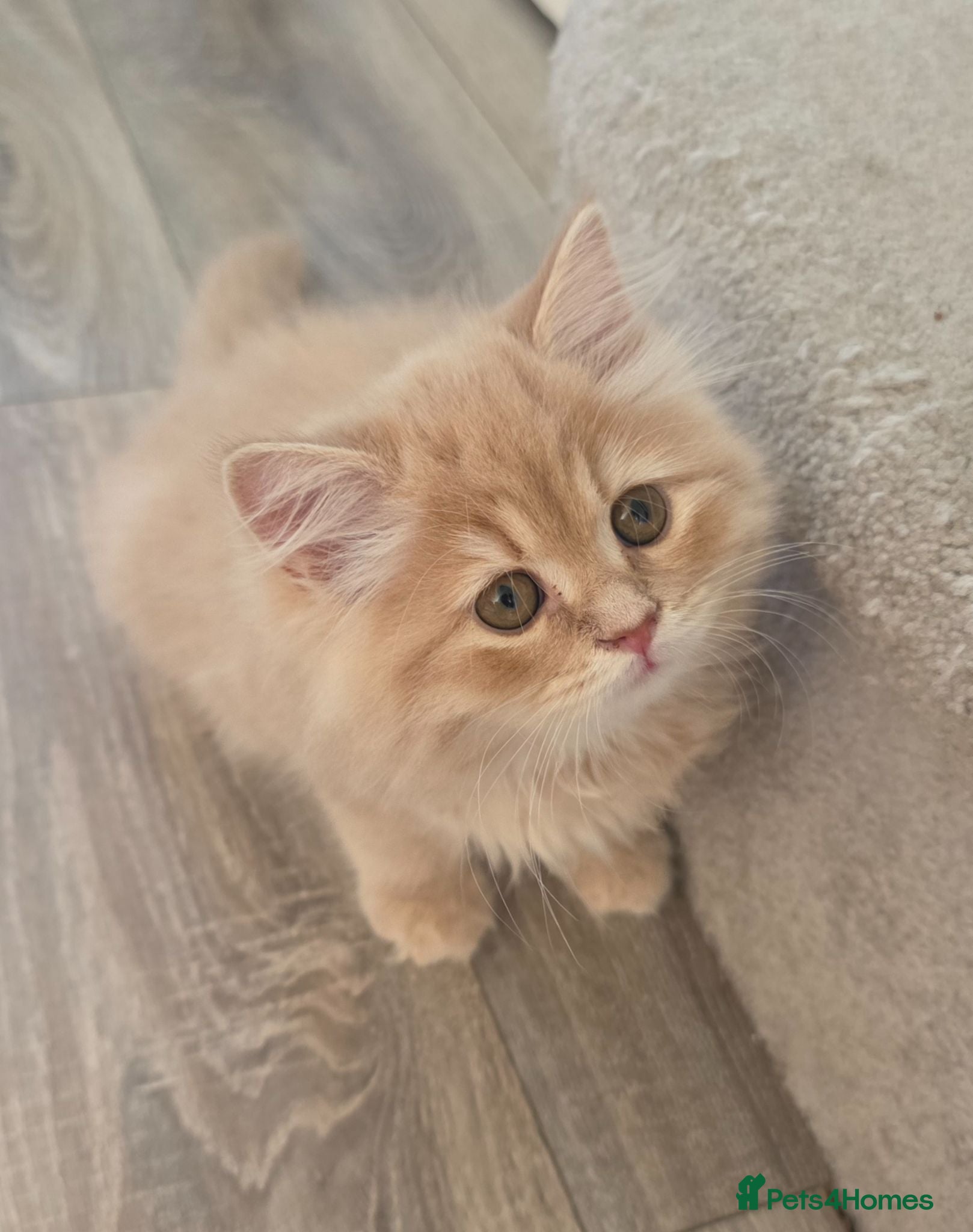 Mixed Breed cats Ragdoll x Persian Kittens (ONLY 4 left) - Advert 2