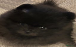 Pomeranian dogs for sale: 3 tiny girls ready now*price reduced £2000 - Advert 26