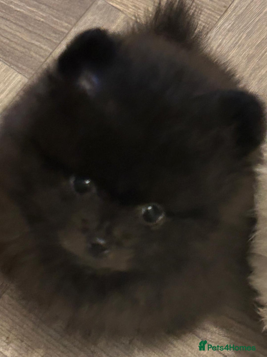 Pomeranian dogs for sale: 3 tiny girls ready now*price reduced £2000 - Advert 26