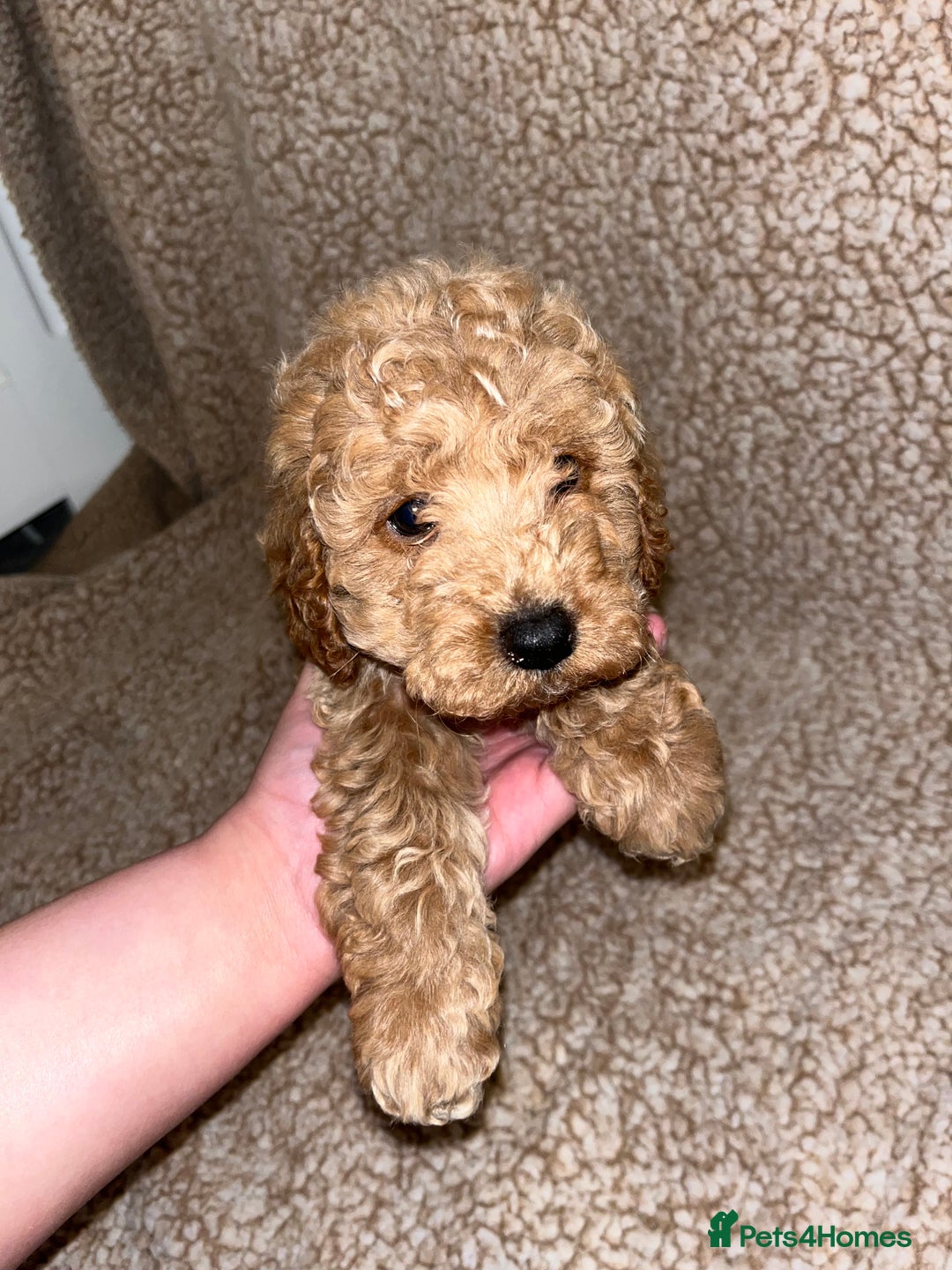 Cavapoochon dogs for sale: Beautiful cavapoochon baby’s  - Advert 6