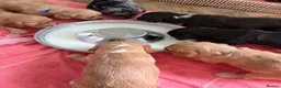 Mixed Breed cats for sale: Miniature Cockapoo’s looking for their forever. - Advert 16
