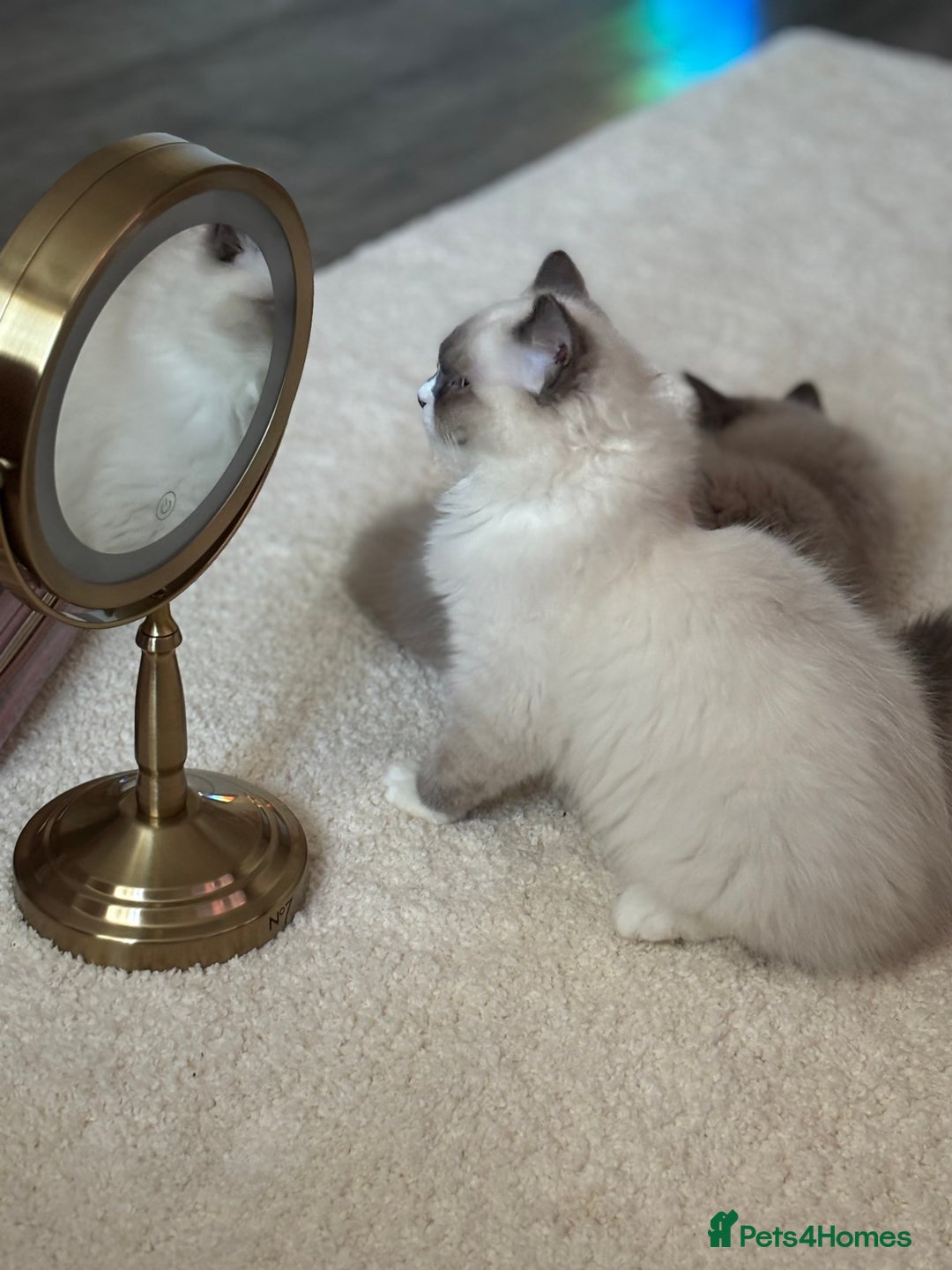 Ragdoll cats for sale: Beautiful blue mitted girl  - Advert 8