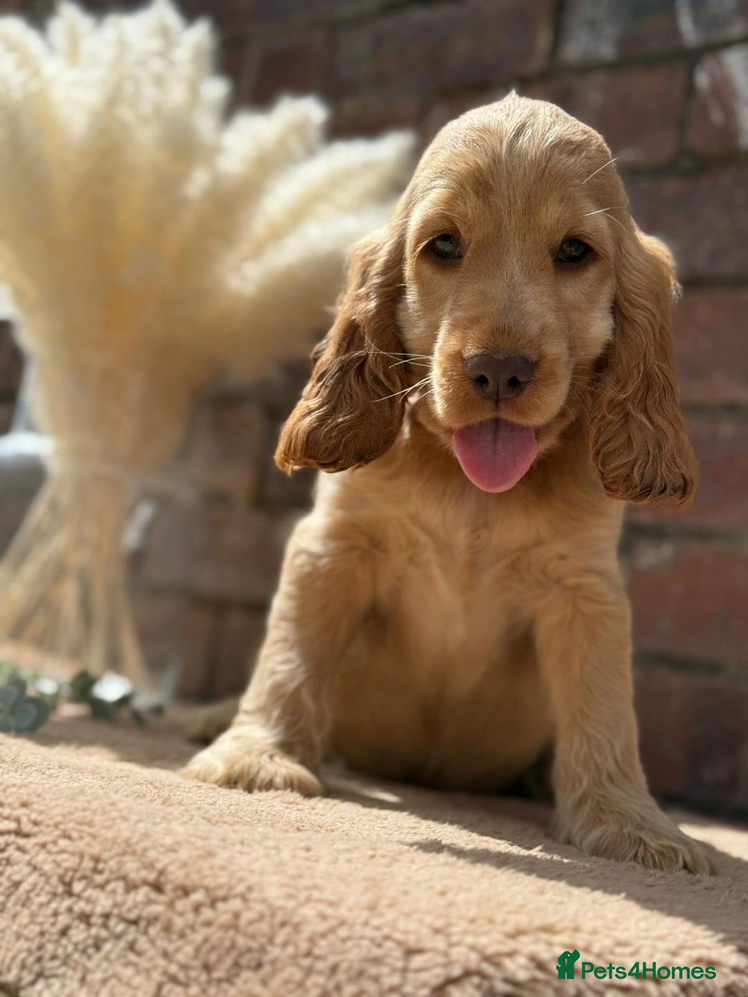 Cocker Spaniel dogs for sale: Show cocker spaniel in Bradford - Image 6