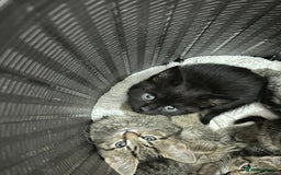 Mixed Breed cats for sale: 3 beautiful kittens looking for new parents. in Birmingham - Image 1