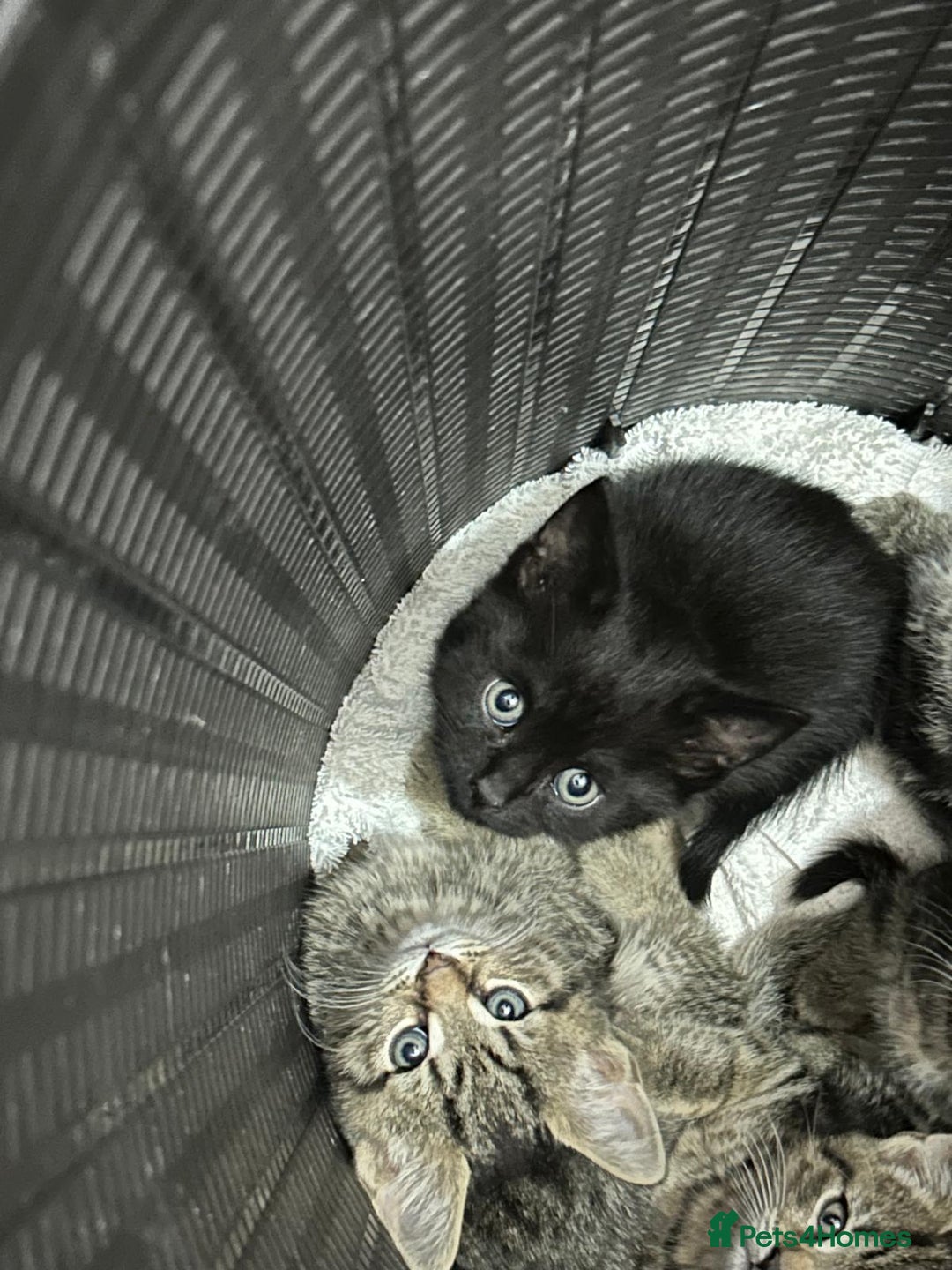 Mixed Breed cats for sale: 3 beautiful kittens looking for new parents. in Birmingham - Image 1