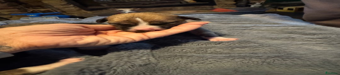 Whippet Puppy 1