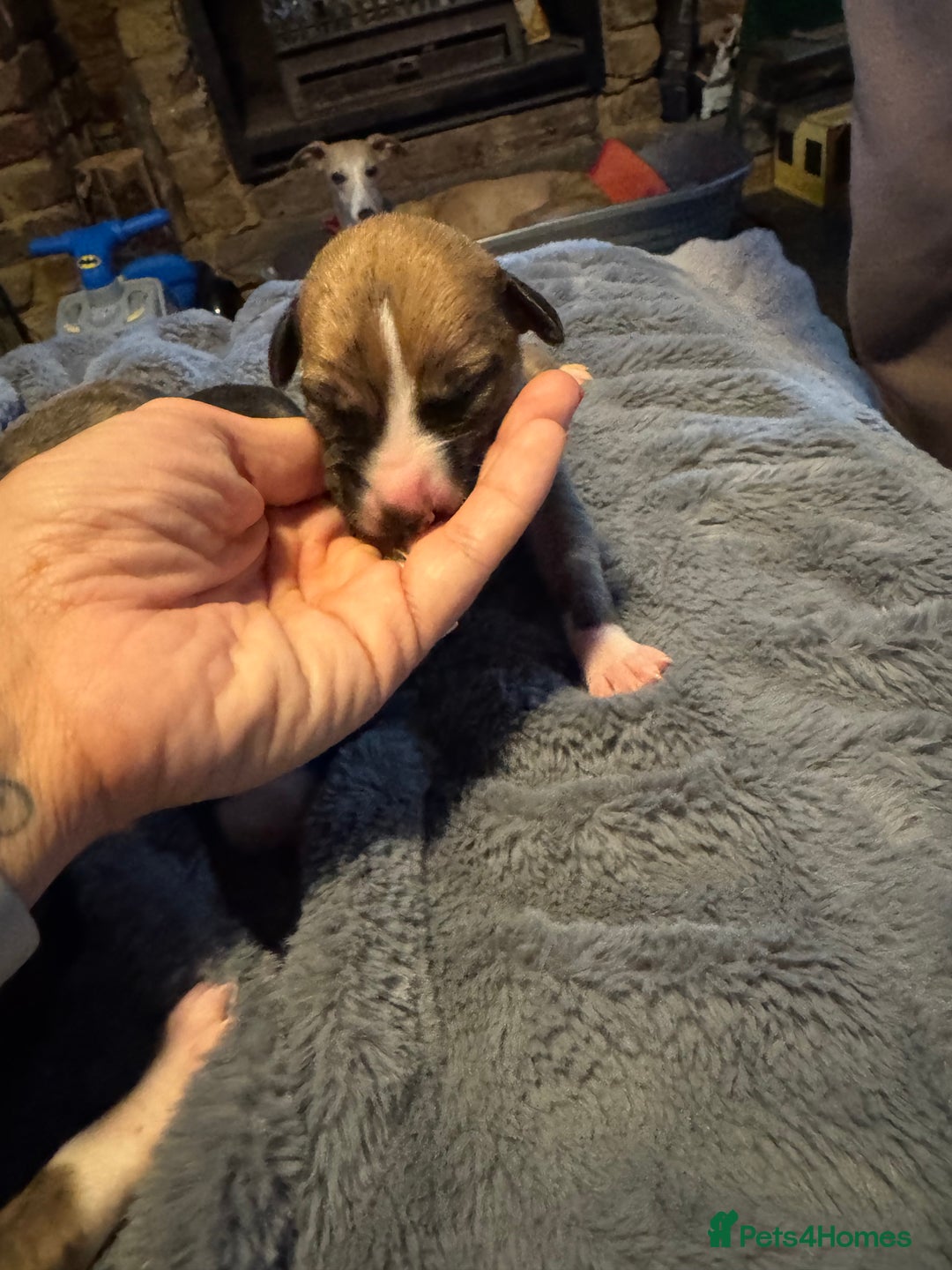 Whippet dogs for sale: Stunning whippets  - Image 4