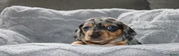 Dachshund dogs for sale: Two Dachshund boy puppies  - Advert 6
