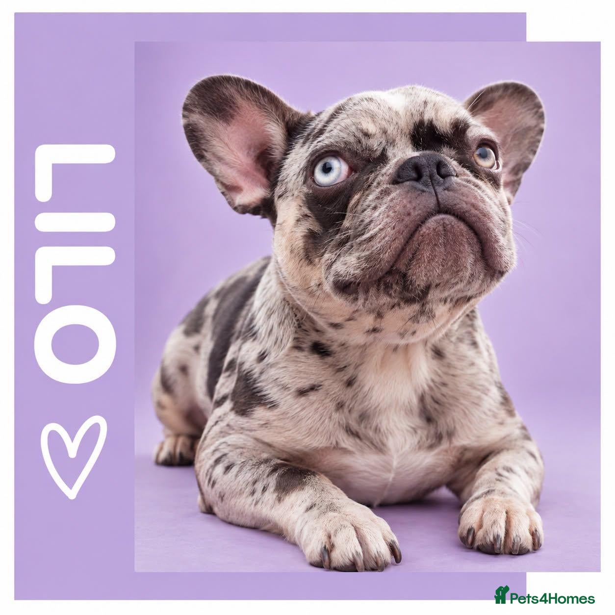 French Bulldog dogs Lilo - In Ayr Looking for a home  - Advert 2