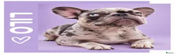 French Bulldog dogs for adoption: Lilo - In Ayr Looking for a home  - Advert 1