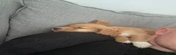 Cocker Spaniel dogs for sale: Cocker spaniel puppy in Kingsbridge - Advert 5