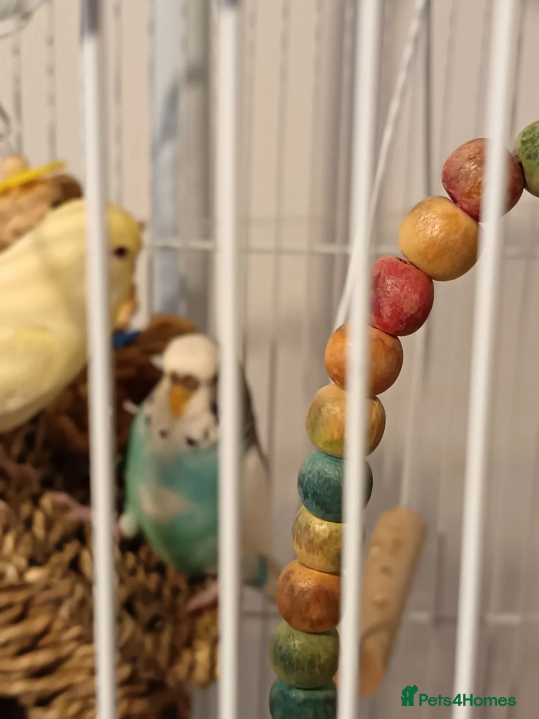 Budgerigars birds for sale: One male and one female budgie  in Purley - Advert 10