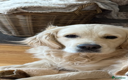 Golden Retriever dogs for sale: Outstanding Champion Lines KC Registered - Image 5