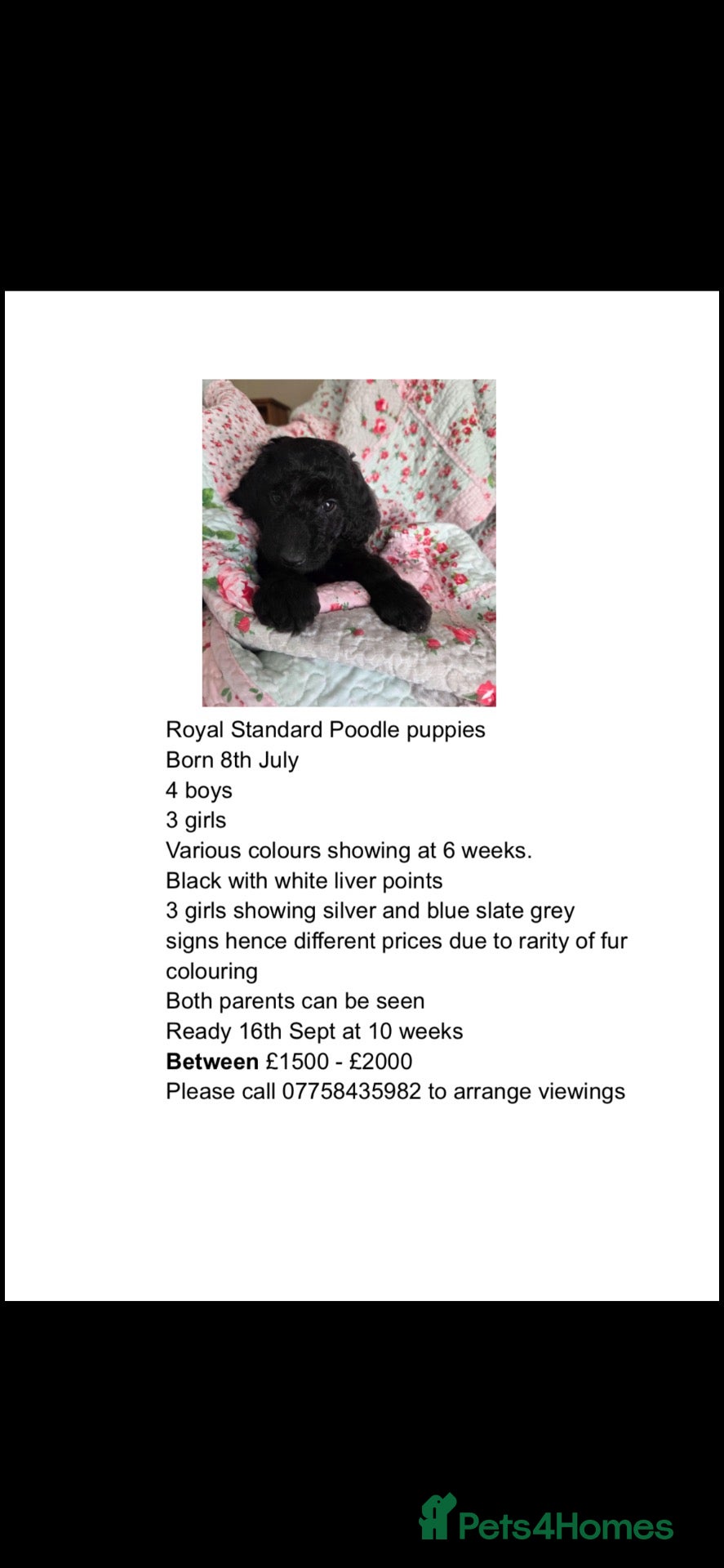 Poodle dogs Royal Standard Poodle Puppies - Advert 10