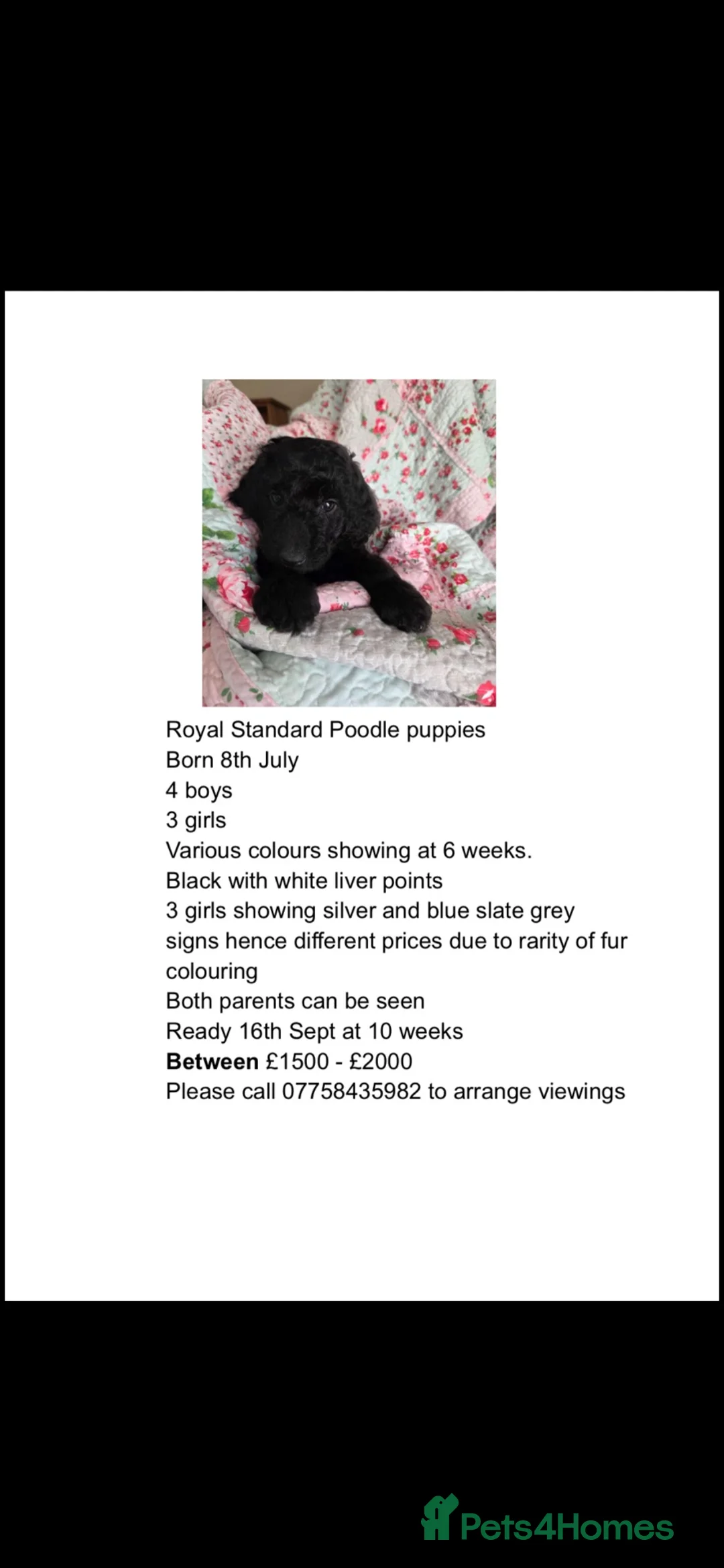 Poodle dogs for sale: Royal Standard Poodle Puppies in Swindon - Advert 1