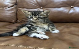 Russian Blue cats for sale: Russian blue and Turkish angora cross - Image 3